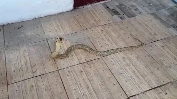 งูเห่าทองในครัวไทย